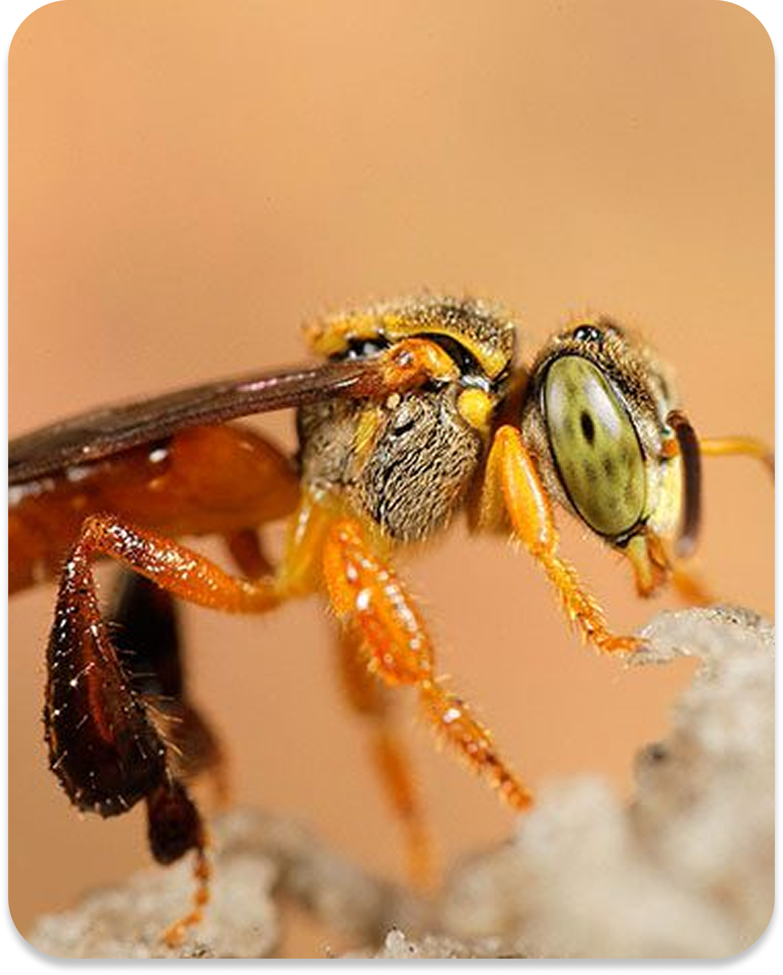 Abelha Jataí, pequena e em tons de marrom escuro e amarelo.